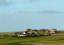 Central Deerness, with Snow Buntings.